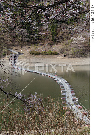 奥多摩湖に架かる留浦浮橋　春景 76648147