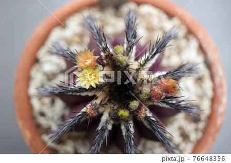 多肉植物　ユーベルマニア　ペクチニフェラ 76648356