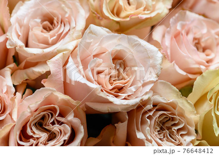 Pastel pink roses texture, top view, close up 76648412