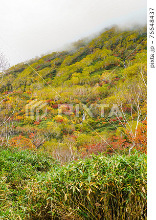 栂池自然園の紅葉 76648437