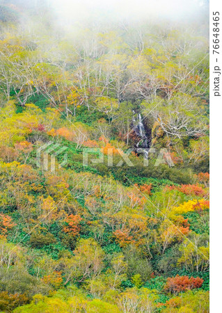 栂池自然園の紅葉 栂池自然園の紅葉 76648465