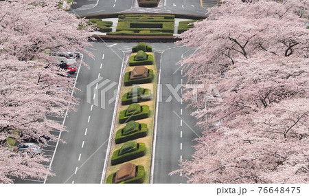 静岡県 桜の名所 富士霊園 4月 静岡県 桜の名所 富士霊園 4月 76648475