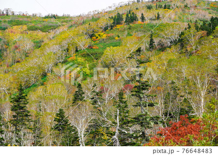 栂池自然園の紅葉 76648483