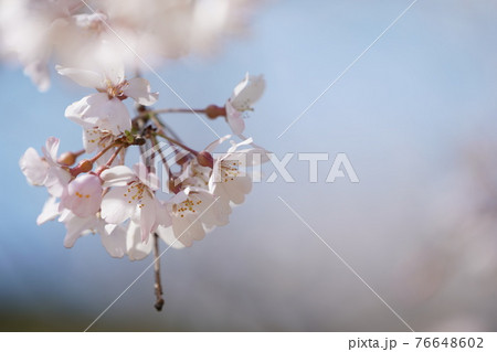 シダレザクラの花 76648602