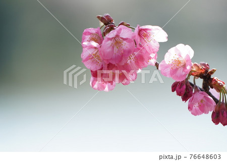 横浜緋桜の花 横浜緋桜の花 76648603