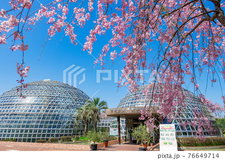 東谷山フルーツパーク、満開の桜〈愛知県名古屋市〉 76649714