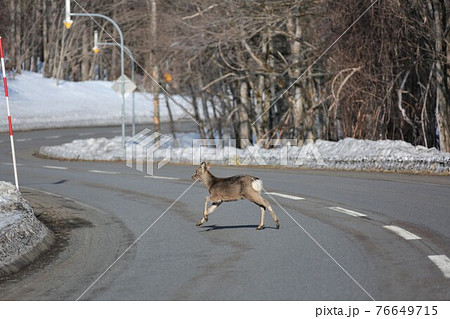 北海道でよくある風景「鹿の飛び出し」 76649715