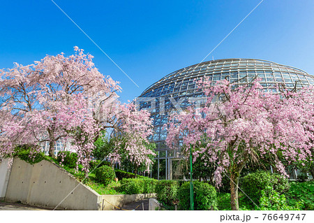 東谷山フルーツパーク、満開の桜〈愛知県名古屋市〉 76649747