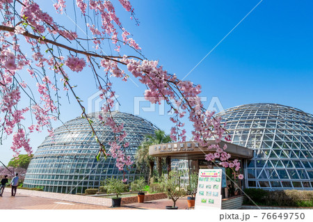 東谷山フルーツパーク 満開の桜 愛知県名古屋市 の写真素材