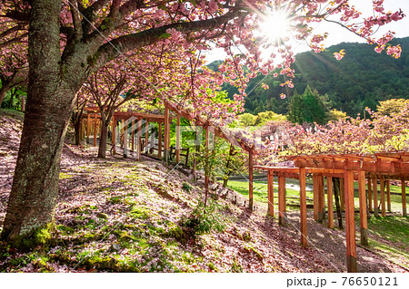 羽根谷だんだん公園、こいのぼりと満開の桜〈岐阜県海津市〉 羽根谷だんだん公園、こいのぼりと満開の桜〈岐阜県海津市〉 76650121