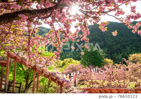 羽根谷だんだん公園、こいのぼりと満開の桜〈岐阜県海津市〉 羽根谷だんだん公園、こいのぼりと満開の桜〈岐阜県海津市〉 76650123
