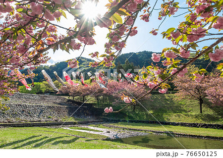 羽根谷だんだん公園、こいのぼりと満開の桜〈岐阜県海津市〉 羽根谷だんだん公園、こいのぼりと満開の桜〈岐阜県海津市〉 76650125