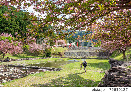 羽根谷だんだん公園、こいのぼりと満開の桜〈岐阜県海津市〉 羽根谷だんだん公園、こいのぼりと満開の桜〈岐阜県海津市〉 76650127