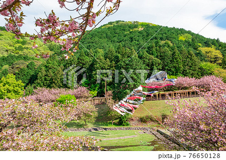 羽根谷だんだん公園、こいのぼりと満開の桜〈岐阜県海津市〉 羽根谷だんだん公園、こいのぼりと満開の桜〈岐阜県海津市〉 76650128