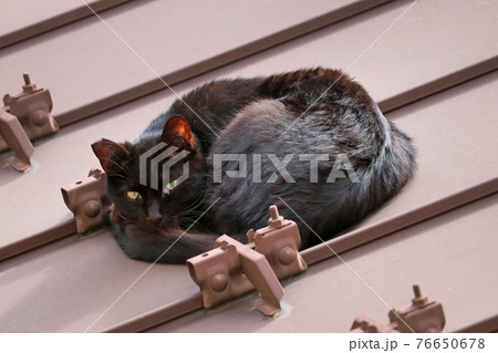 猫の日向ぼっこ 猫の日向ぼっこ 76650678