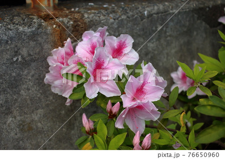 Pink Japanese Azalea, Tsutsuji, flowers Pink Japanese Azalea, Tsutsuji, flowers 76650960