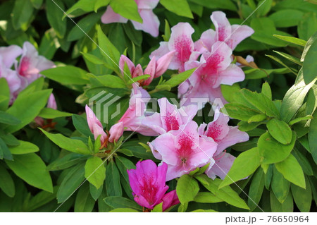 Pink Japanese Azalea, Tsutsuji, flowers Pink Japanese Azalea, Tsutsuji, flowers 76650964