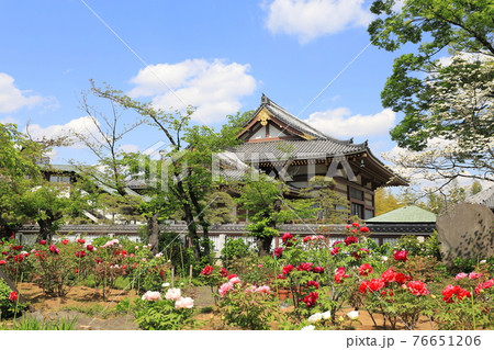 西新井大師　牡丹園　足立区西新井　 76651206