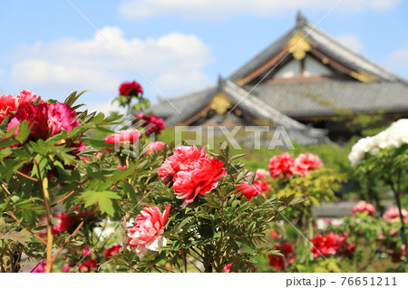 西新井大師 牡丹園 足立区西新井 西新井大師 牡丹園 足立区西新井 76651211