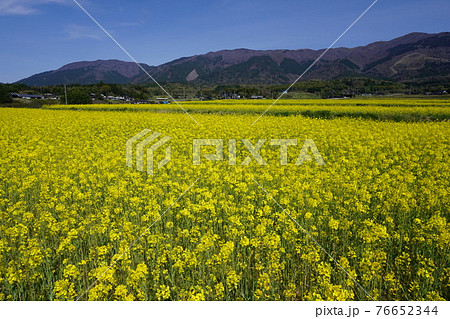 満開の菜の花畑 岡山県奈義町の風景 の写真素材