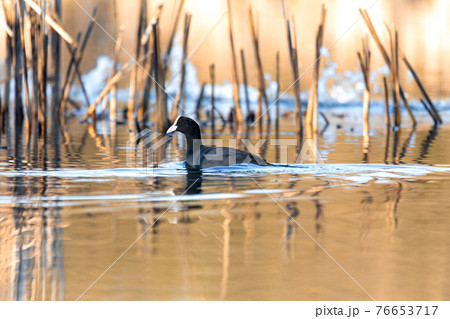 Bird Eurasian coot Fulica atra hiding in reeds 76653717