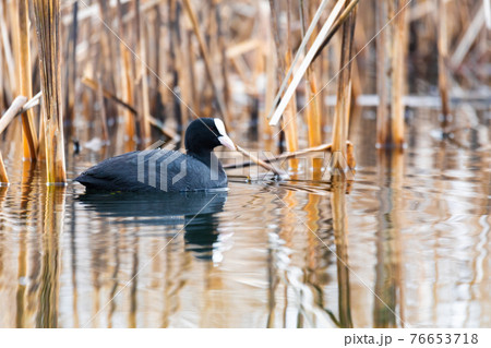 Bird Eurasian coot Fulica atra hiding in reeds 76653718