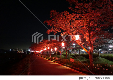 幻想的な灯りに照らされる夜桜の道, 三田市, 兵庫県, 日本 幻想的な灯りに照らされる夜桜の道, 三田市, 兵庫県, 日本 76654400