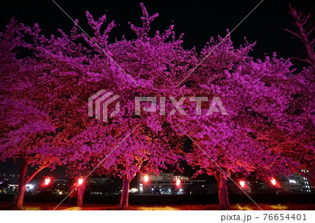幻想的に色づく夜桜, 三田市, 兵庫県, 日本 76654401
