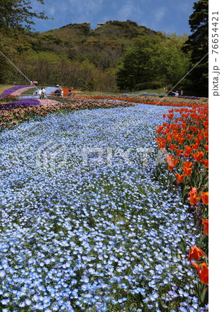 火の山公園、トルコチューリップ園、山口県下関市 火の山公園、トルコチューリップ園、山口県下関市 76654421