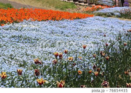 火の山公園、トルコチューリップ園、山口県下関市 76654435