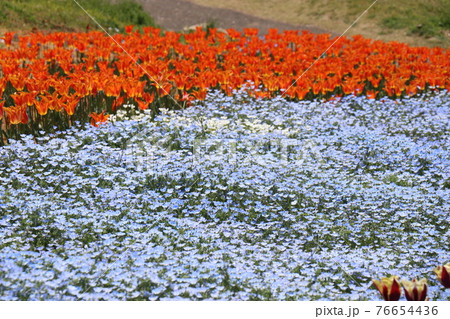 火の山公園、トルコチューリップ園、山口県下関市 76654436