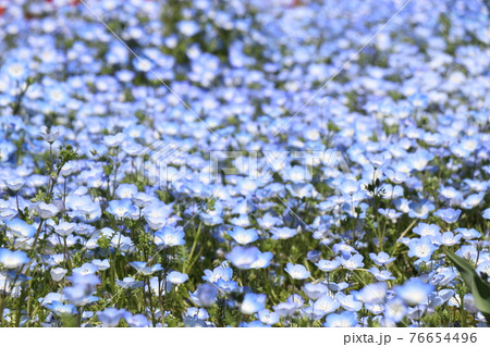 火の山公園、トルコチューリップ園、山口県下関市、花畑、花見 76654496
