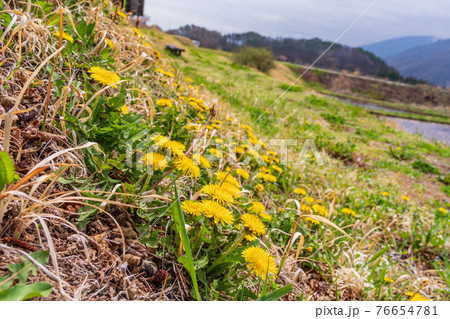 長野県 井戸尻遺跡 桜咲くころの写真素材