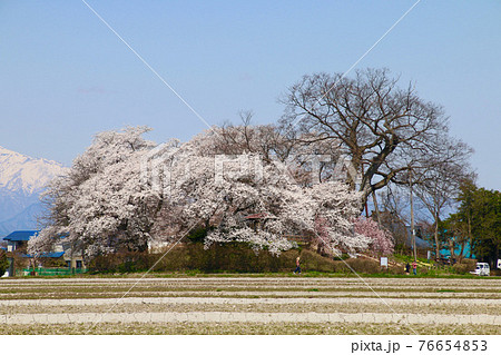 神指城跡の桜と飯豊山(福島県・会津若松市) 神指城跡の桜と飯豊山(福島県・会津若松市) 76654853