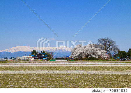神指城跡の桜と飯豊山（福島県・会津若松市） 76654855