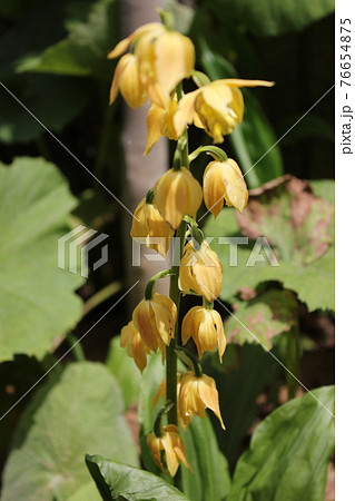 えびね ～・・・Calanthe sieboldii・・・～の写真素材 [76654875] - PIXTA