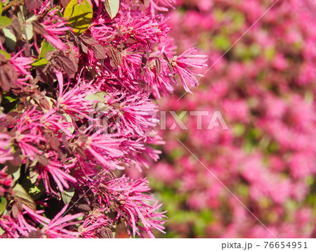 東京板橋・高島通りのマンサクの花 東京板橋・高島通りのマンサクの花 76654951