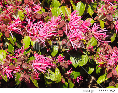 東京板橋・高島通りのマンサクの花 東京板橋・高島通りのマンサクの花 76654952