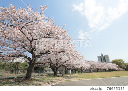 日立市の桜 76655355