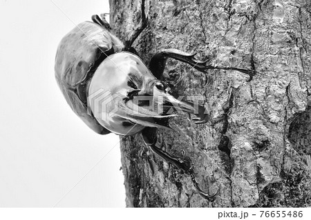 グランドシロカブト グランドシロカブト 76655486