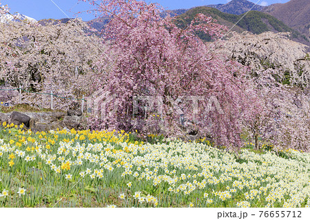 光前寺　桜　水仙 76655712