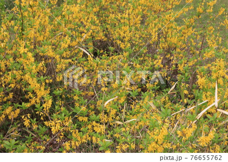 連翹　～レンギョウ～　　 　－Forsythia－//Golden bell 76655762