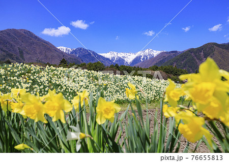 光前寺　桜　水仙まつり 76655813