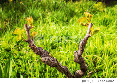 Young shoots on the branches of the vine in spring. Agriculture. 76656002