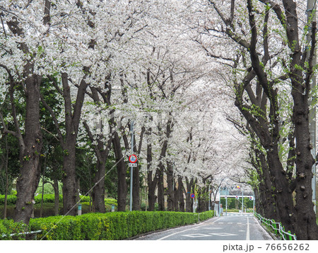 東京・高島平の桜並木 東京・高島平の桜並木 76656262