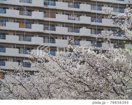 東京・高島平の桜並木 76656393