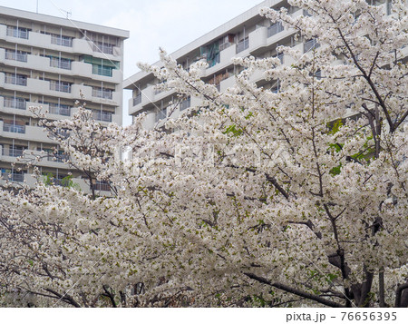 東京・高島平の桜並木 東京・高島平の桜並木 76656395