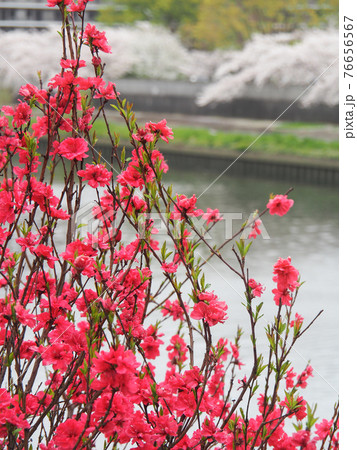 東京板橋・舟渡水辺公園のハナモモ 東京板橋・舟渡水辺公園のハナモモ 76656567