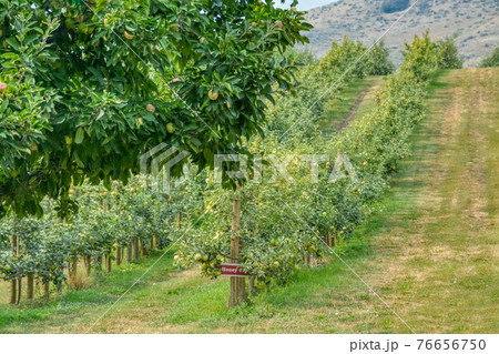 Orchard with apple trees on warm summer day Orchard with apple trees on warm summer day 76656750