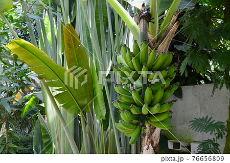 バナナの木の写真素材